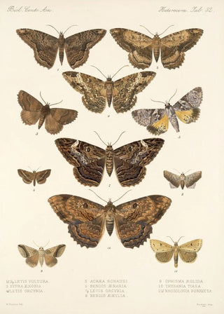 Frederick DuCane Godman - Insecta LepidopteraHeterocera Pl 032.webp