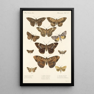 Frederick DuCane Godman - Insecta LepidopteraHeterocera Pl 032.webp