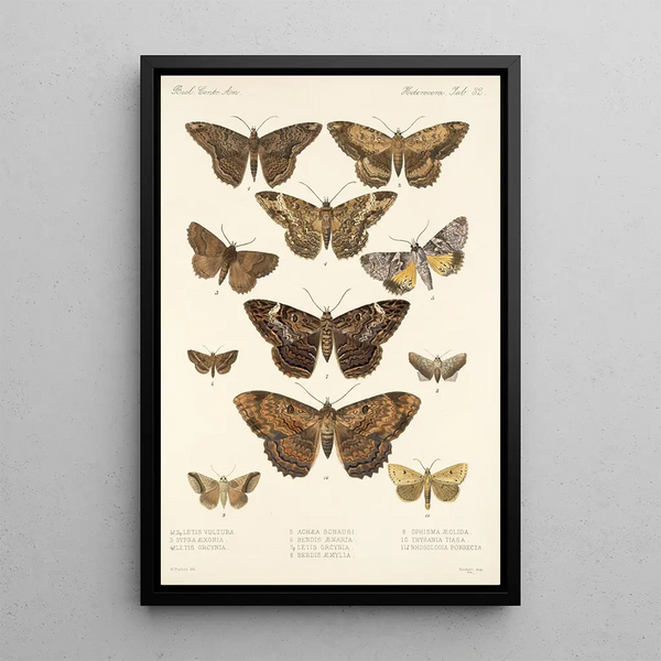 Insecta Lepidoptera Heterocera Pl 032 - Frederick DuCane Godman — framed artwork on a wall