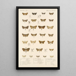 Frederick DuCane Godman - Insecta LepidopteraHeterocera Pl 040.webp