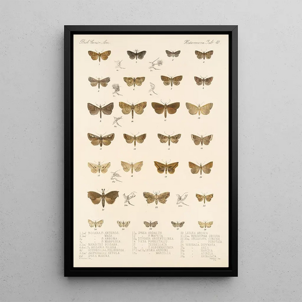 Insecta Lepidoptera Heterocera Pl 040 - Frederick DuCane Godman — framed artwork on a wall