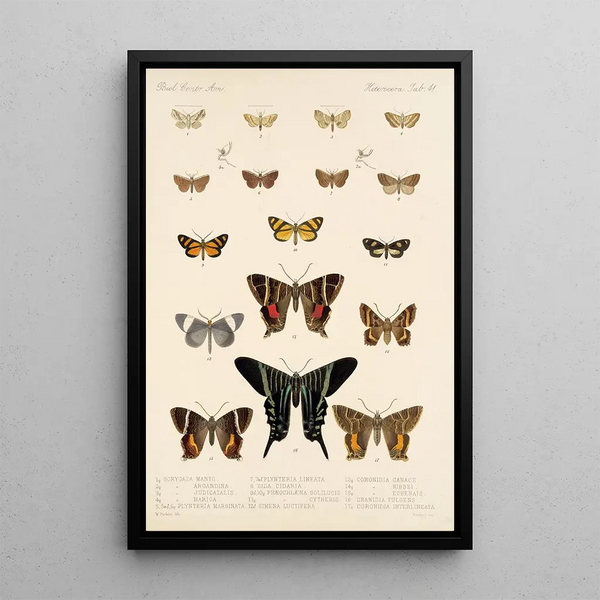 Insecta Lepidoptera Heterocera Pl 041 - Frederick DuCane Godman — framed artwork on a wall