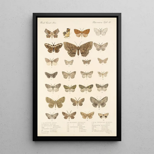 Insecta Lepidoptera Heterocera Pl 048 - Frederick DuCane Godman — framed artwork on a wall