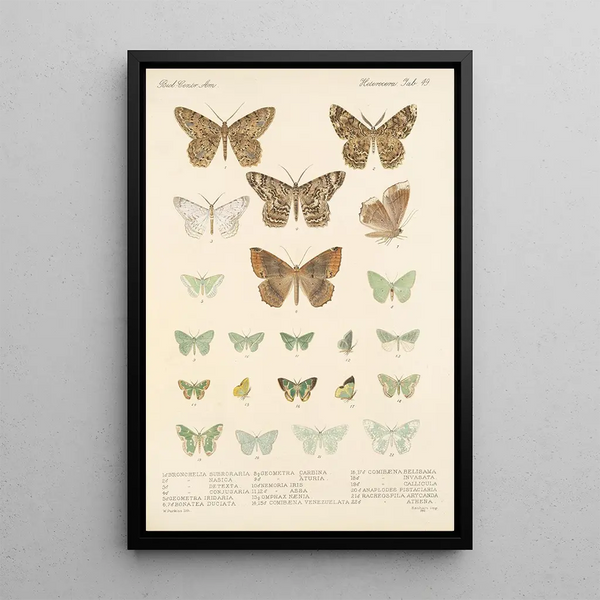 Insecta Lepidoptera Heterocera Pl 049 - Frederick DuCane Godman — framed artwork on a wall