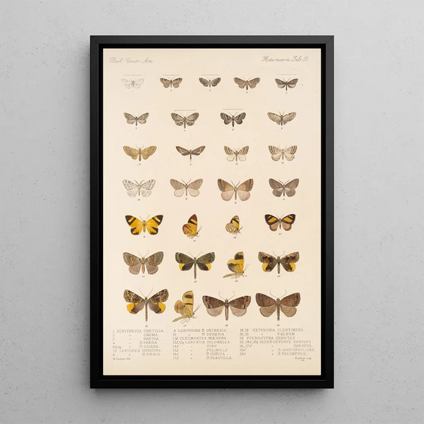 Insecta Lepidoptera Heterocera Pl 055 - Frederick DuCane Godman — framed artwork on a wall