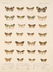 Insects Lepidoptera Heterocera Pl 056 - Frederick Du Cane Godman — artwork view