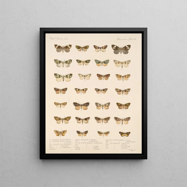 Insects Lepidoptera Heterocera Pl 056 - Frederick Du Cane Godman — framed artwork on a wall