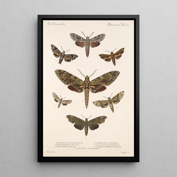 Insecta Lepidoptera Heterocera Pl 065 - Frederick DuCane Godman — framed artwork on a wall