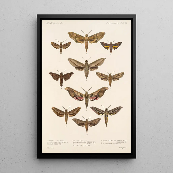 Insecta Lepidoptera Heterocera Pl 066 - Frederick DuCane Godman — framed artwork on a wall