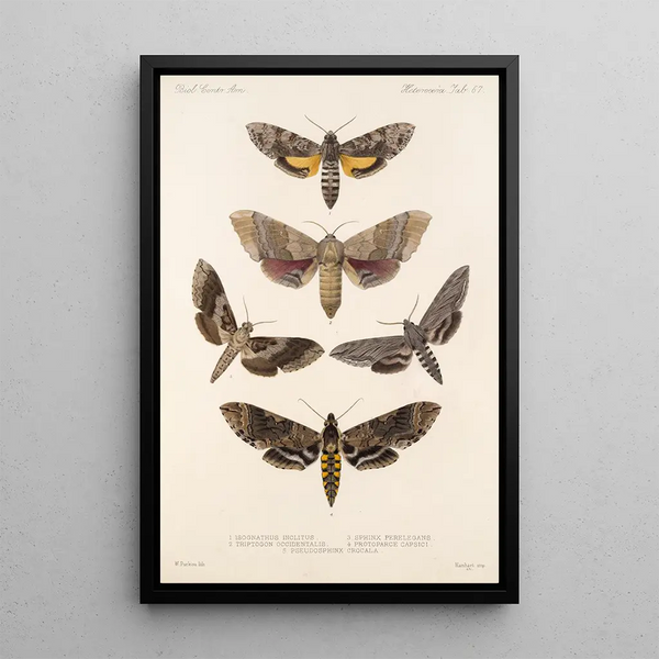 Insecta Lepidoptera Heterocera Pl 067 - Frederick DuCane Godman — framed artwork on a wall
