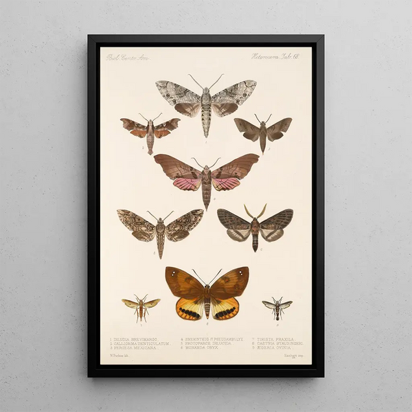 Insecta Lepidoptera Heterocera Pl 068 - Frederick DuCane Godman — framed artwork on a wall