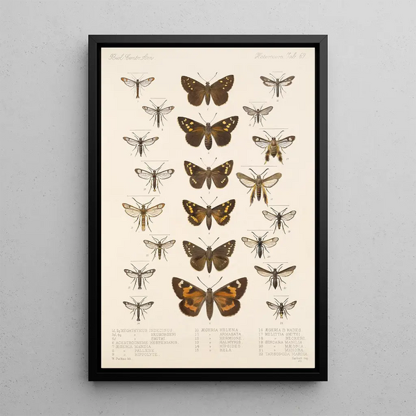 Insecta Lepidoptera Heterocera Pl 069 - Frederick DuCane Godman — framed artwork on a wall