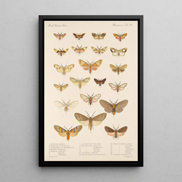 Insecta Lepidoptera Heterocera Pl 074 - Frederick DuCane Godman — framed artwork on a wall