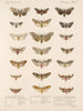 Insectes Lépidoptères Hétérocères Pl 075 - Frederick Du Cane Godman — artwork view