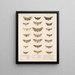 Insectes Lépidoptères Hétérocères Pl 075 - Frederick Du Cane Godman — framed artwork on a wall