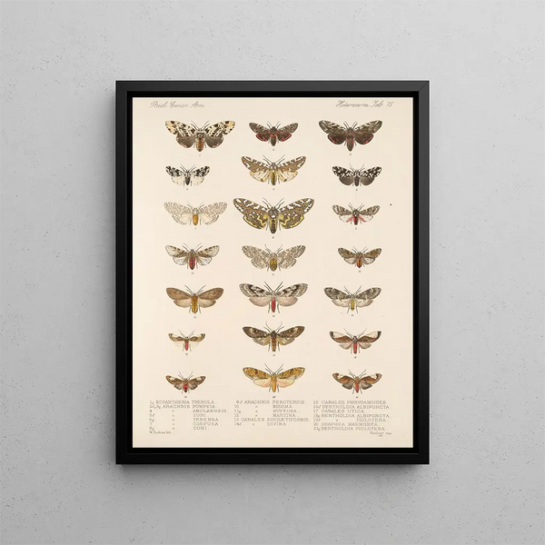 Insectes Lépidoptères Hétérocères Pl 075 - Frederick Du Cane Godman — framed artwork on a wall