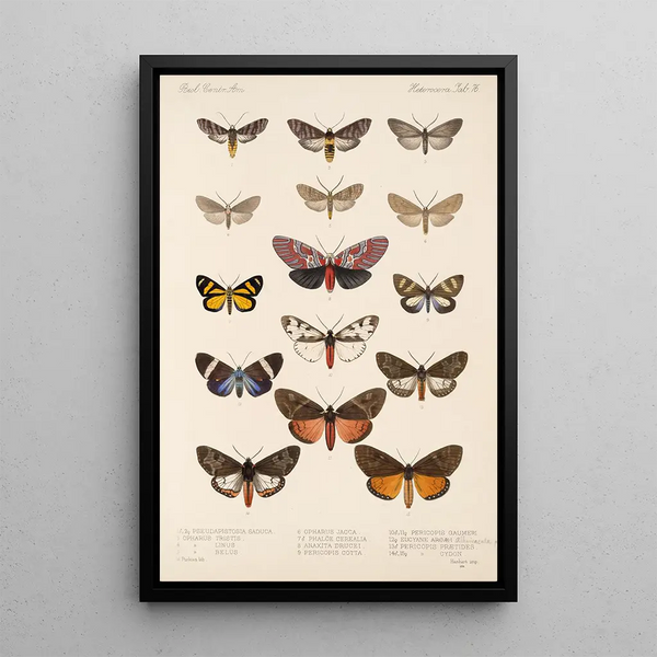 Insecta Lepidoptera Heterocera Pl 076 - Frederick DuCane Godman — framed artwork on a wall