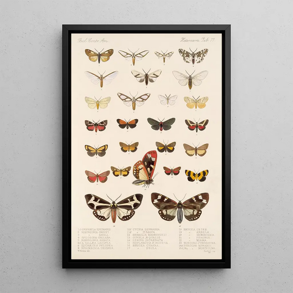 Insecta Lepidoptera Heterocera Pl 077 - Frederick DuCane Godman — framed artwork on a wall