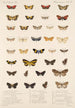 Insecta Lepidoptera Heterocera Pl 078 - Frederick DuCane Godman — artwork view