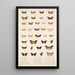 Insecta Lepidoptera Heterocera Pl 078 - Frederick DuCane Godman — framed artwork on a wall