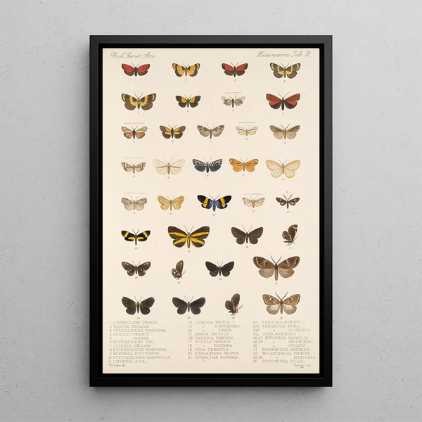 Insecta Lepidoptera Heterocera Pl 078 - Frederick DuCane Godman — framed artwork on a wall