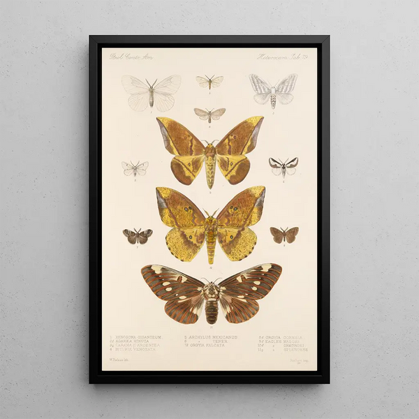 Insecta Lepidoptera Heterocera Pl 079 - Frederick DuCane Godman — framed artwork on a wall