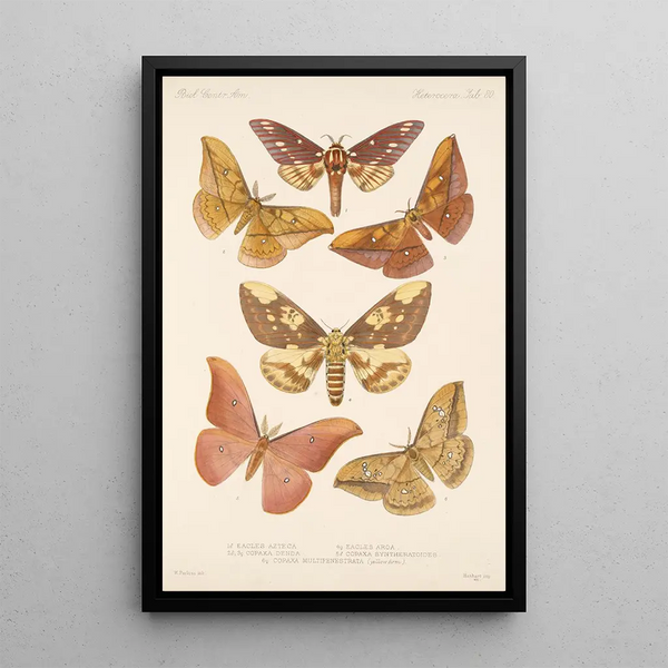 Insecta Lepidoptera Heterocera Pl 080 - Frederick DuCane Godman — framed artwork on a wall