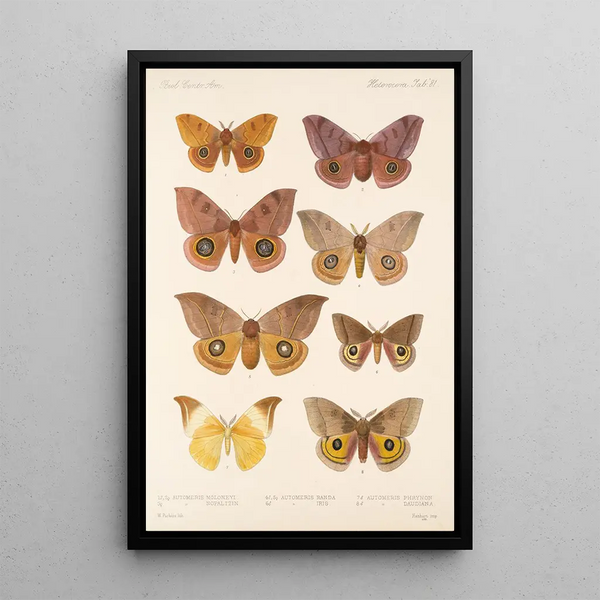 Insecta Lepidoptera Heterocera Pl 081 - Frederick DuCane Godman — framed artwork on a wall