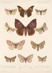 Insecta Lepidoptera Heterocera Pl 082 - Frederick DuCane Godman — artwork view