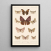 Insecta Lepidoptera Heterocera Pl 082 - Frederick DuCane Godman — framed artwork on a wall