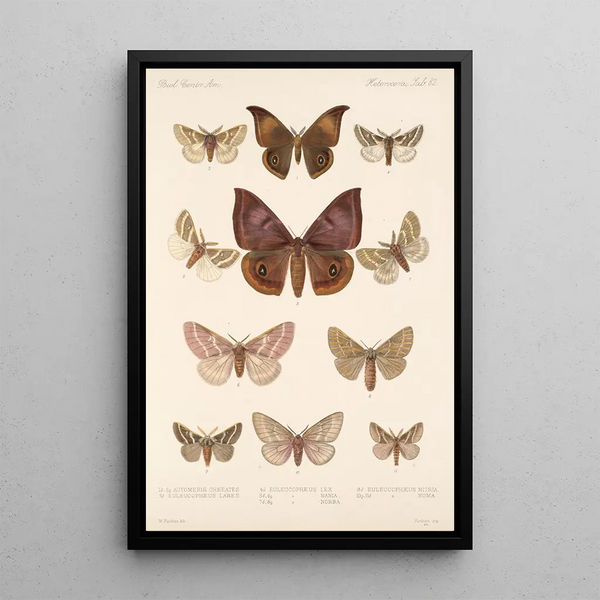 Insecta Lepidoptera Heterocera Pl 082 - Frederick DuCane Godman — framed artwork on a wall