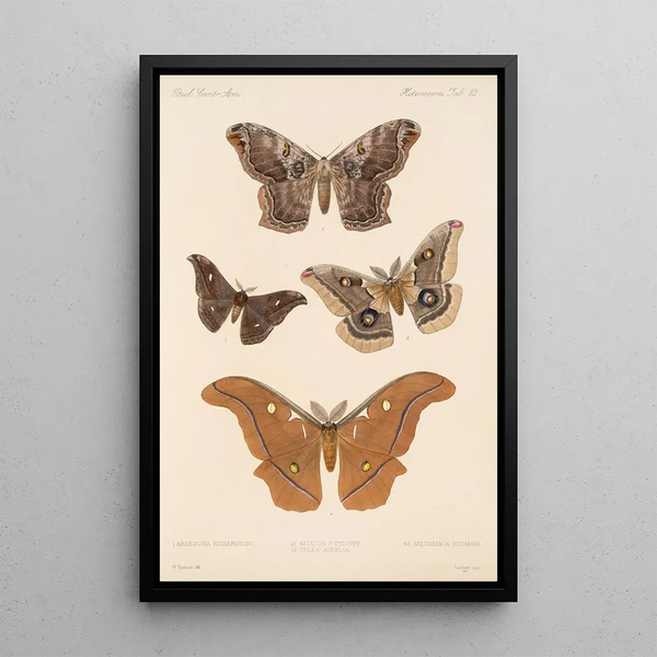 Insecta Lepidoptera Heterocera Pl 083 - Frederick DuCane Godman — framed artwork on a wall