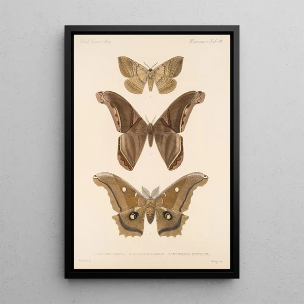 Insecta Lepidoptera Heterocera Pl 084 - Frederick DuCane Godman — framed artwork on a wall