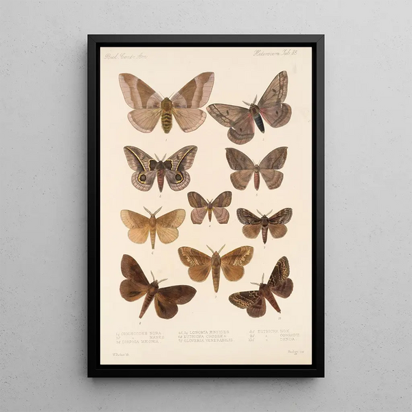 Insecta Lepidoptera Heterocera Pl 085 - Frederick DuCane Godman — framed artwork on a wall