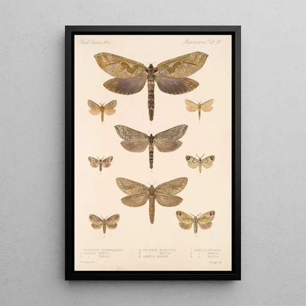 Insecta Lepidoptera Heterocera Pl 089 - Frederick DuCane Godman — framed artwork on a wall