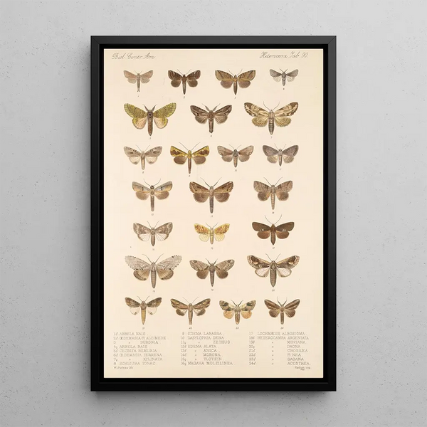 Insecta Lepidoptera Heterocera Pl 090 - Frederick DuCane Godman — framed artwork on a wall