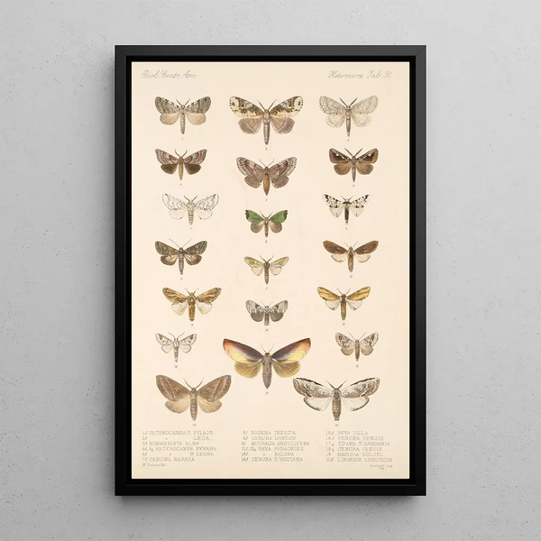 Insecta Lepidoptera Heterocera Pl 091 - Frederick DuCane Godman — framed artwork on a wall