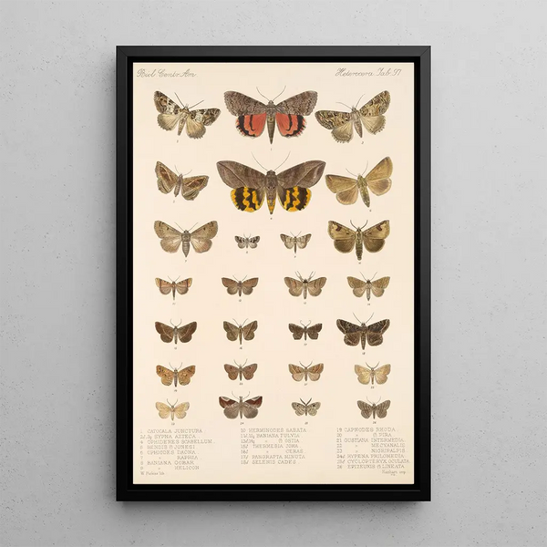 Insecta Lepidoptera Heterocera Pl 097 - Frederick DuCane Godman — framed artwork on a wall
