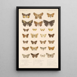 Frederick DuCane Godman - Insecta LepidopteraHeterocera Pl 098.webp