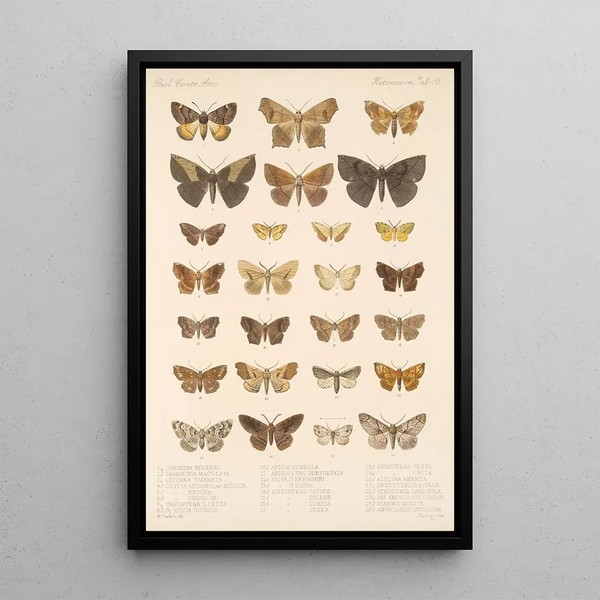 Insecta Lepidoptera Heterocera Pl 098 - Frederick DuCane Godman — framed artwork on a wall