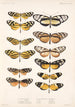 Insecta Lepidoptera Rhopalocera Pl 001 - Frederick DuCane Godman — artwork view