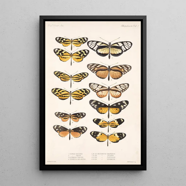 Insecta Lepidoptera Rhopalocera Pl 001 - Frederick DuCane Godman — framed artwork on a wall
