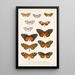 Insecta Lepidoptera Rhopalocera Pl 002 - Frederick DuCane Godman — framed artwork on a wall