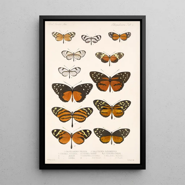 Insecta Lepidoptera Rhopalocera Pl 002 - Frederick DuCane Godman — framed artwork on a wall