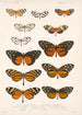 Insecta Lepidoptera Rhopalocera Pl 002 - Frederick DuCane Godman — artwork view