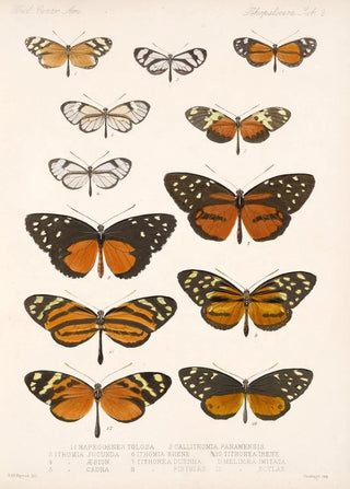 Frederick DuCane Godman - Insecta LepidopteraRhopalocera Pl 002.webp