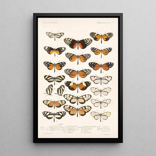 Insecta Lepidoptera Rhopalocera Pl 003 - Frederick DuCane Godman — framed artwork on a wall