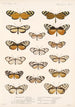 Insecta Lepidoptera Rhopalocera Pl 004 - Frederick DuCane Godman — artwork view