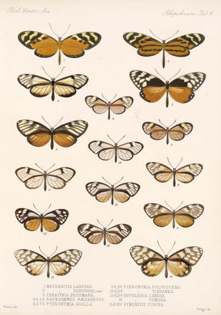 Frederick DuCane Godman - Insecta LepidopteraRhopalocera Pl 004.webp