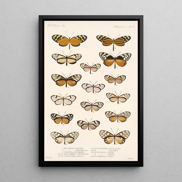 Insecta Lepidoptera Rhopalocera Pl 004 - Frederick DuCane Godman — framed artwork on a wall